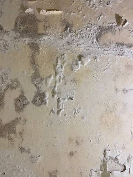 Best Black Mold Removal  in Cumberland, IN