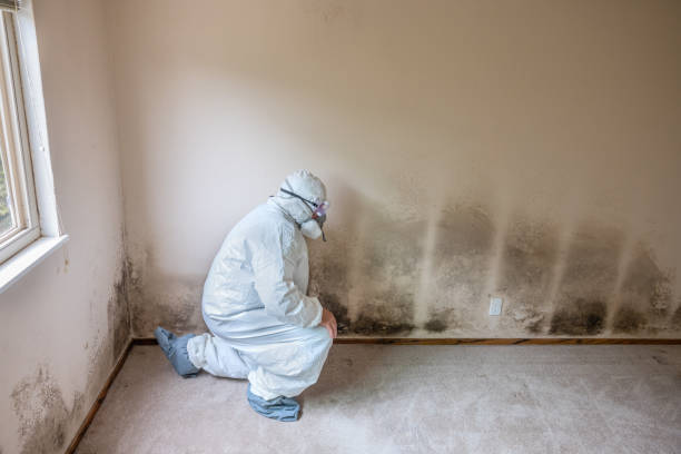 Best Mold Damage Repair  in Cumberland, IN